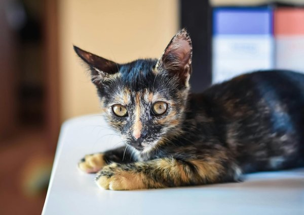 Comment garantir la sécurité optimale de votre animal de compagnie à la maison : astuces et conseils incontournables