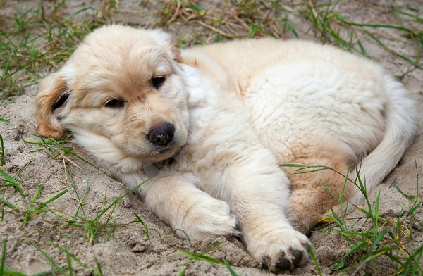 Les nouvelles directives captivantes sur les règles d'adoption d'animaux en 2023