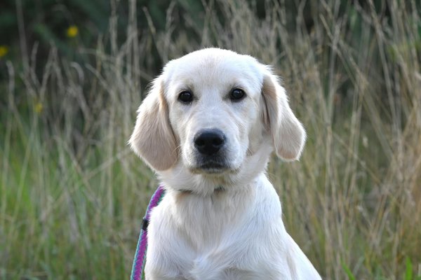 Découvrez les meilleurs traitements anti puces pour chiens