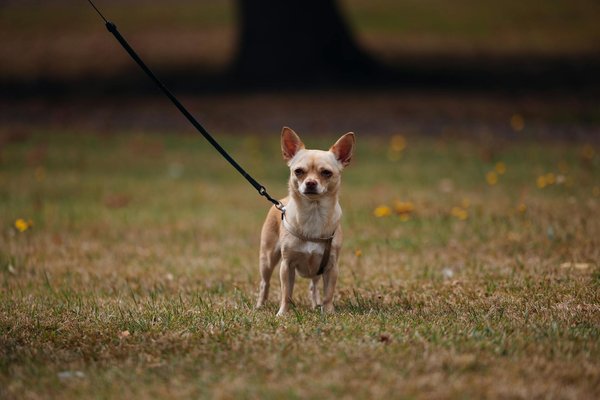 Les troubles de la reproduction chez le chien : diagnostics et traitements