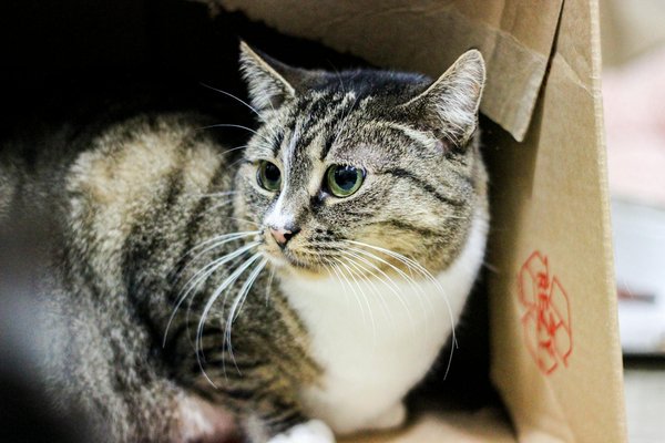 Qu'est-ce qui attire les sauterelles dans votre jardin?